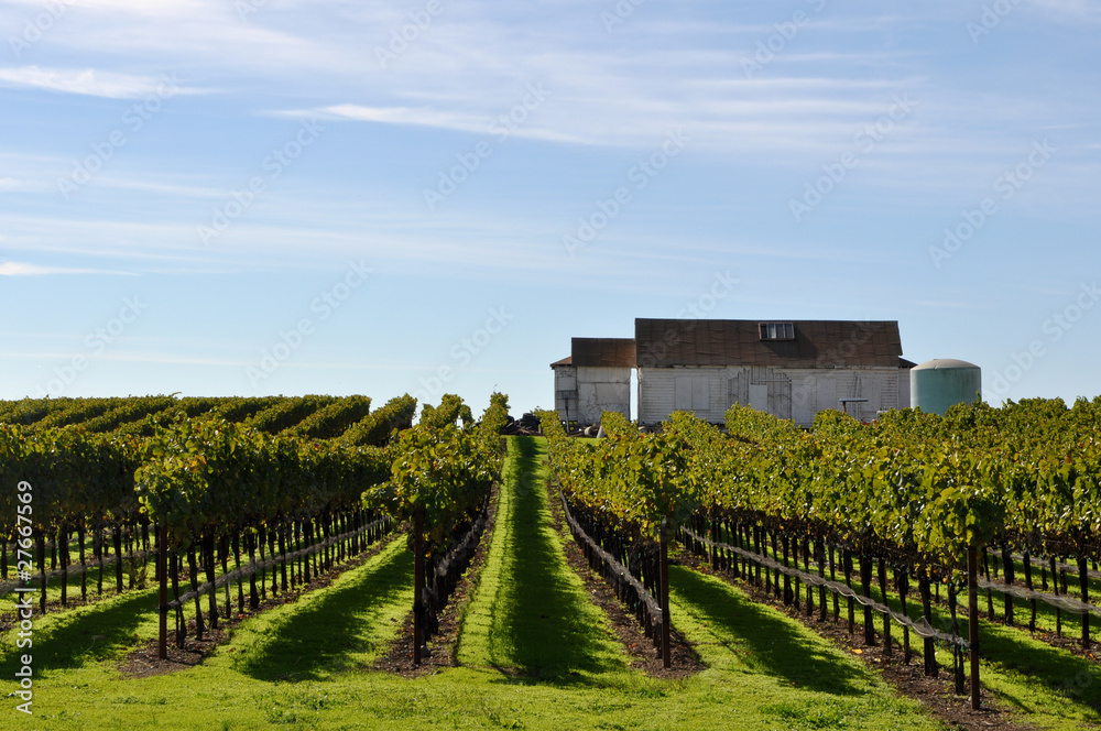 Vineyard with Old Barn