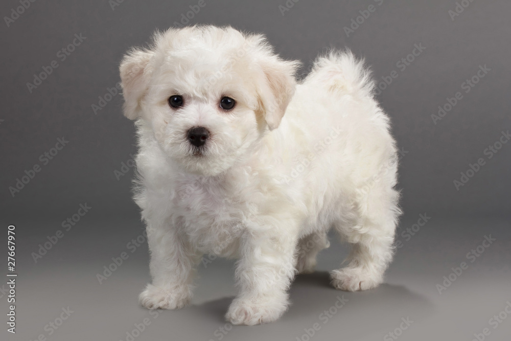 Bichon Frise puppies
