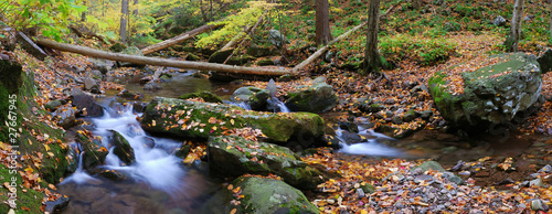 creek panorama with tree branches in forest