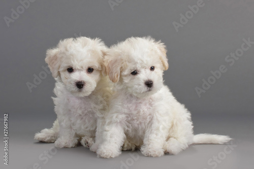 Fototapeta Bichon Frise puppies