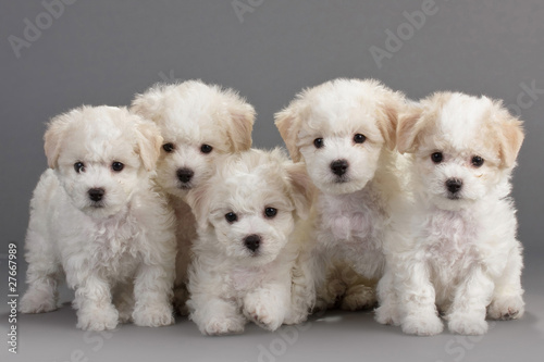 Fototapet Bichon Frise puppies