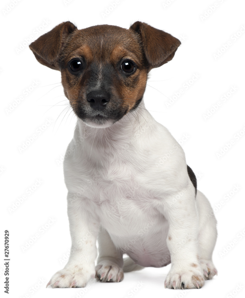 Jack Russell terrier puppy, 3 months old, sitting Jack Russell terrier puppy, 3 months old, sitting