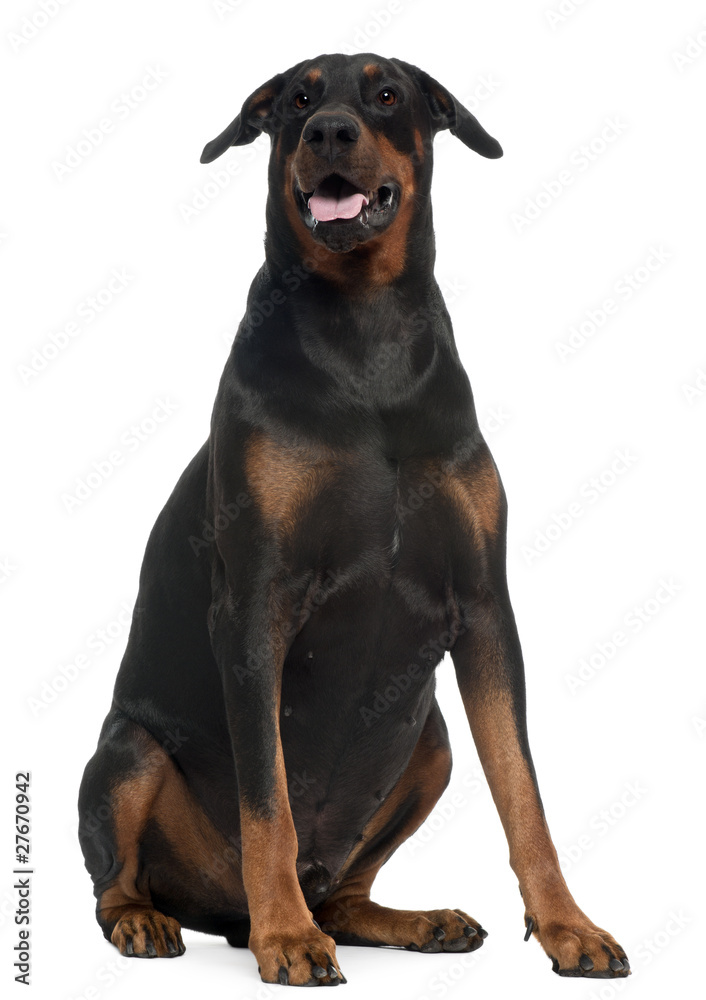 Doberman, 5 years old, sitting in front of white background