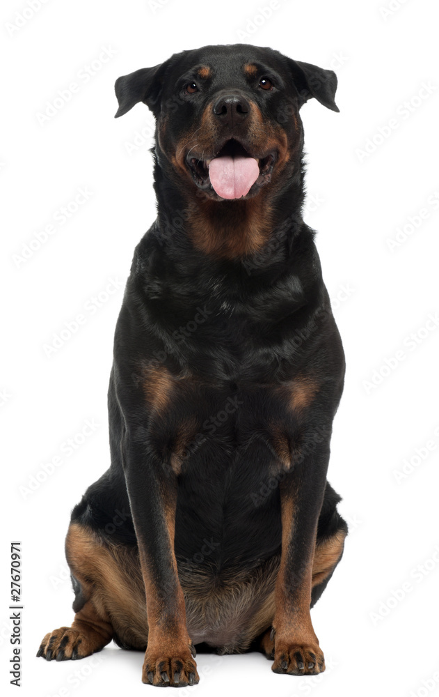 Rottweiler, 6 years old, sitting