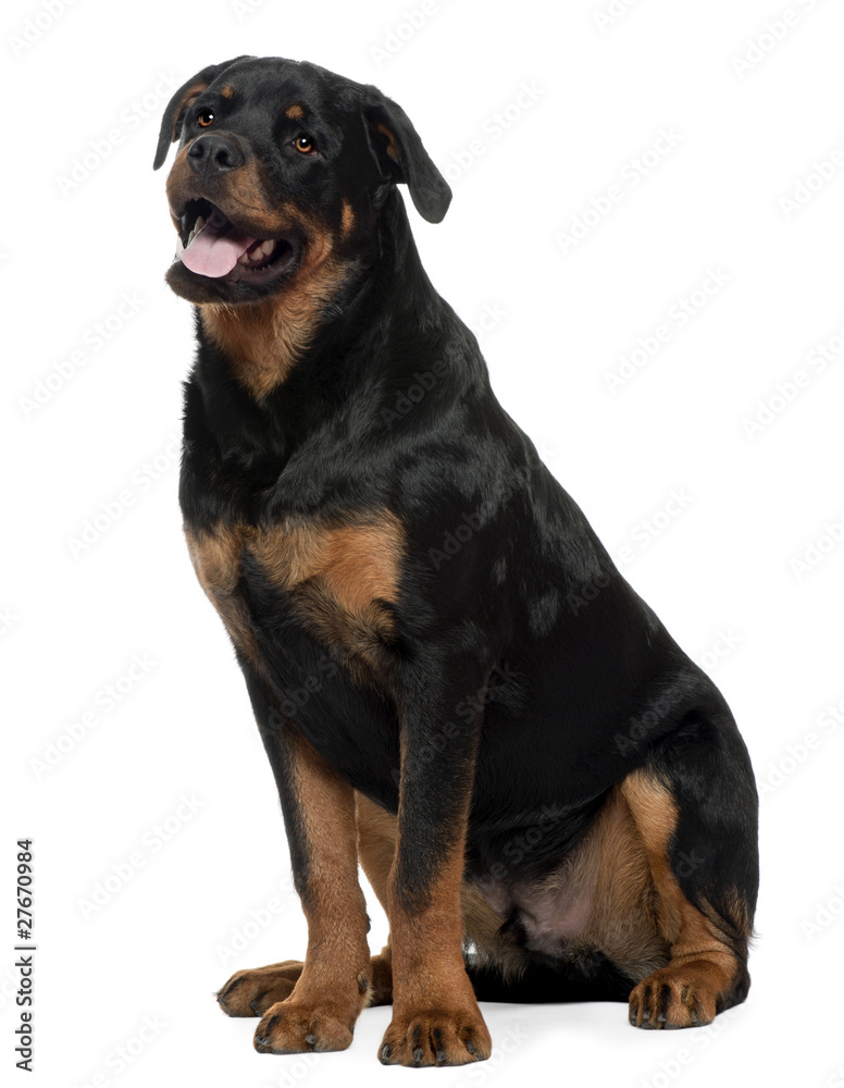 Rottweiler, 7 years old, sitting