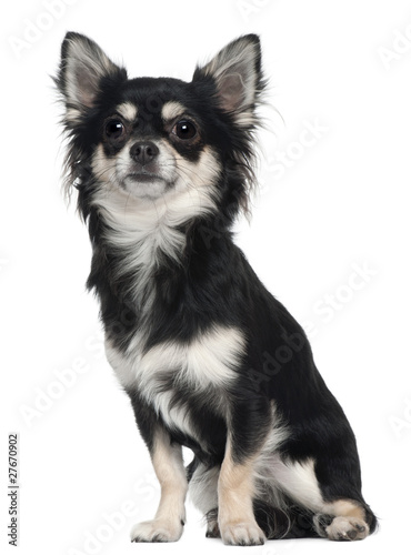 Chihuahua, 1 year old, sitting in front of white background