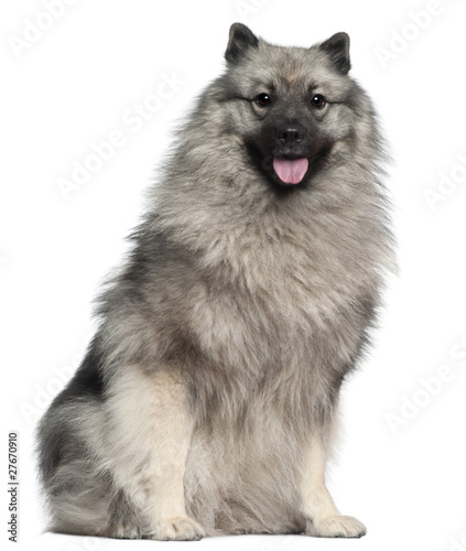 Keeshond, 1 year old, sitting in front of white background