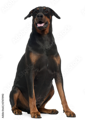 Doberman  5 years old  sitting in front of white background
