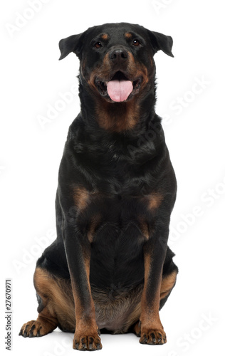 Rottweiler, 6 years old, sitting