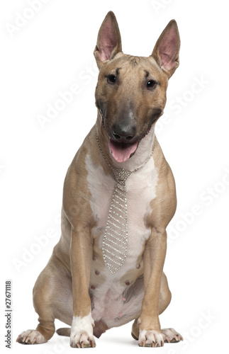 Bull Terrier wearing a necktie, 2 years old, sitting