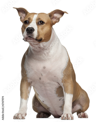 American Staffordshire Terrier, 3 and a half years old, sitting © Eric Isselée