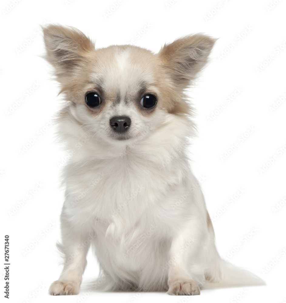 Chihuahua, 1 year old, sitting in front of white background Chihuahua, 1 year old, sitting in front of white background
