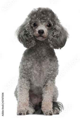 Poodle, 4 years old, sitting in front of white background photo