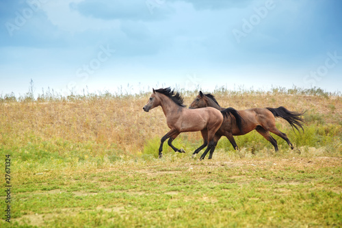 Running horses © Arman Zhenikeyev
