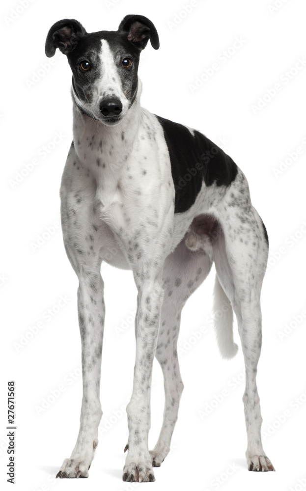 GreyHound, 4 years old, standing GreyHound, 4 years old, standing