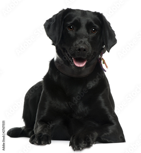 Labrador  2 years old  lying in front of white background