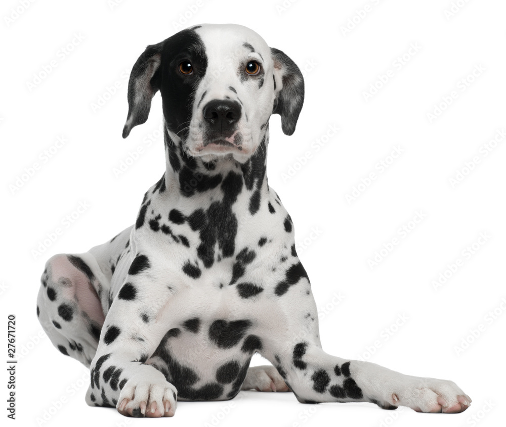 Dalmatian, 2 years old, lying in front of white background