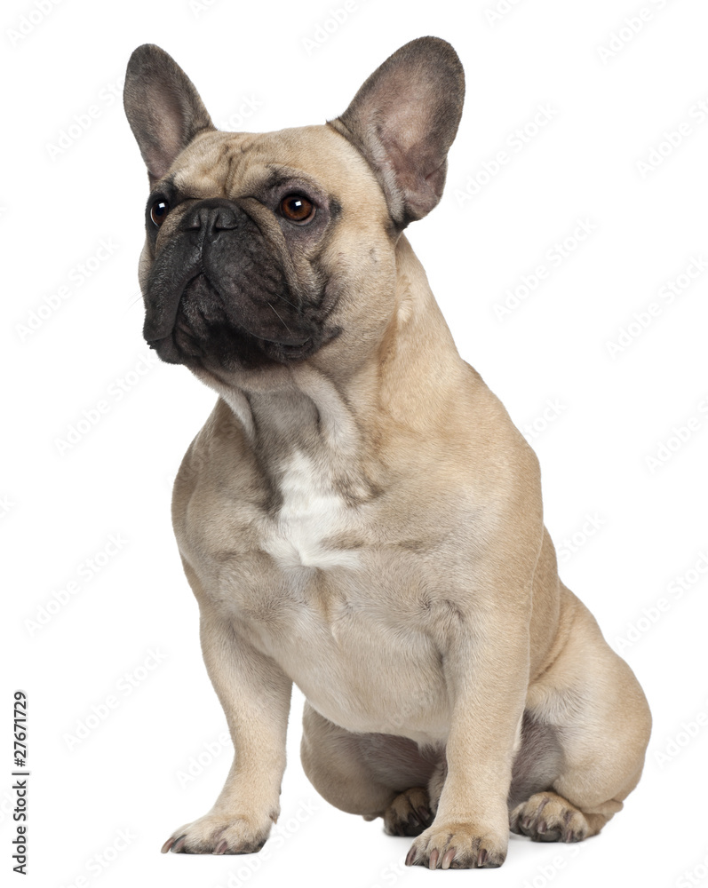 French Bulldog, 2 Years old, sitting
