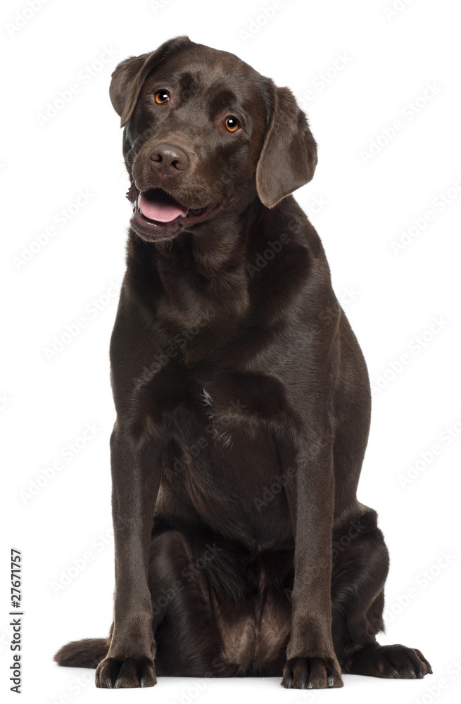 Labrador, 2 years old, sitting in front of white background