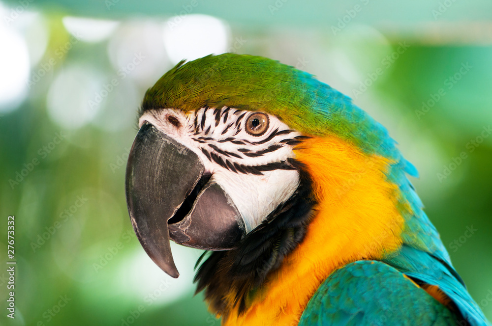Colourful parrot bird sitting on the perch Colourful parrot bird sitting on the perch
