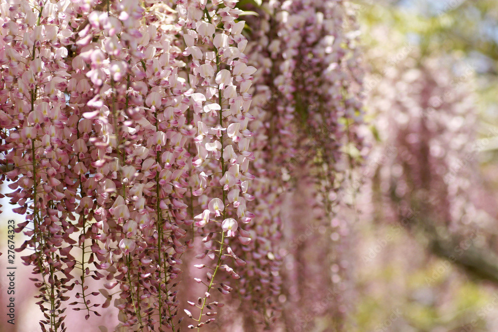 Naklejka premium 藤の花