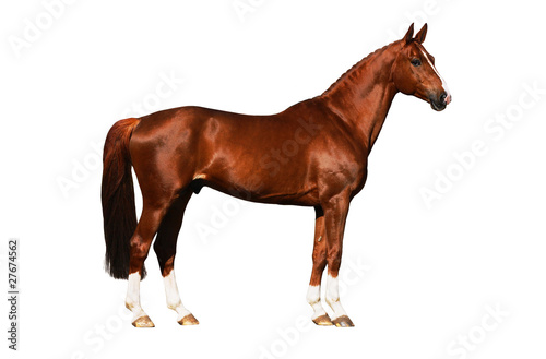 Horse exterior isolated