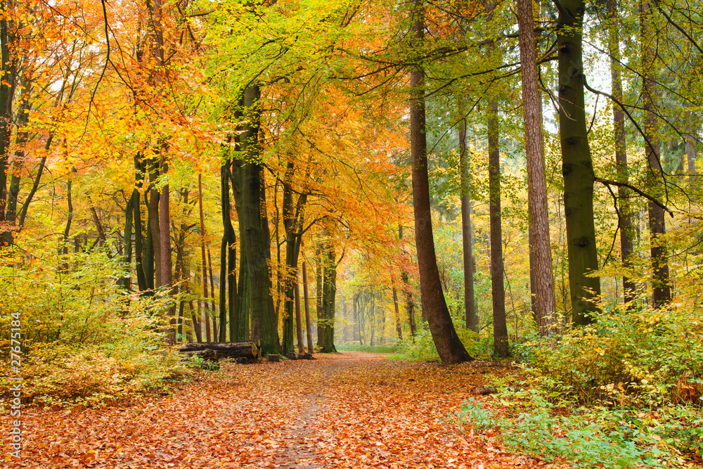Fototapeta premium Waldweg im Herbst