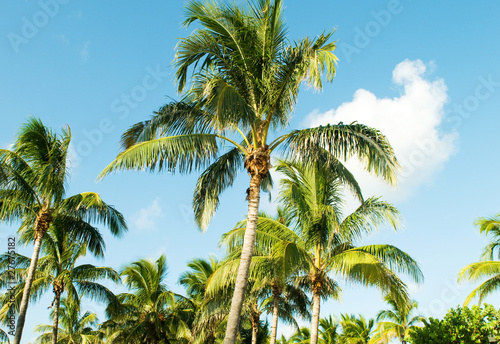 Palms trees on the beach during bright day