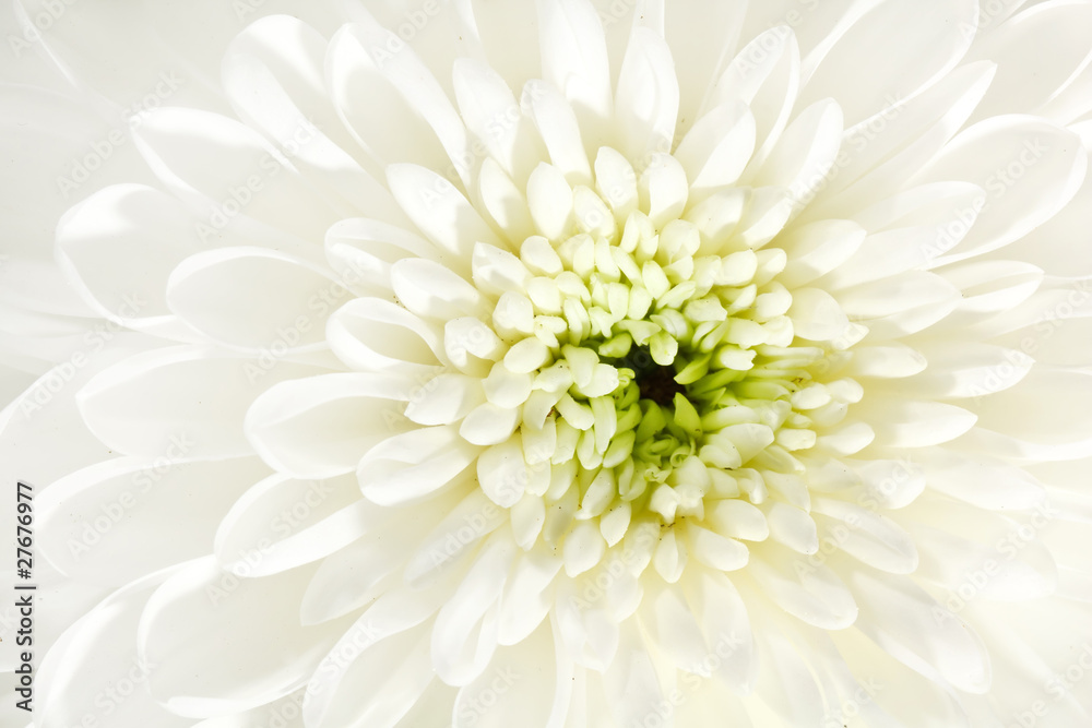 beautiful chrysanthemum