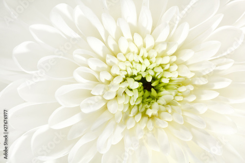 beautiful chrysanthemum