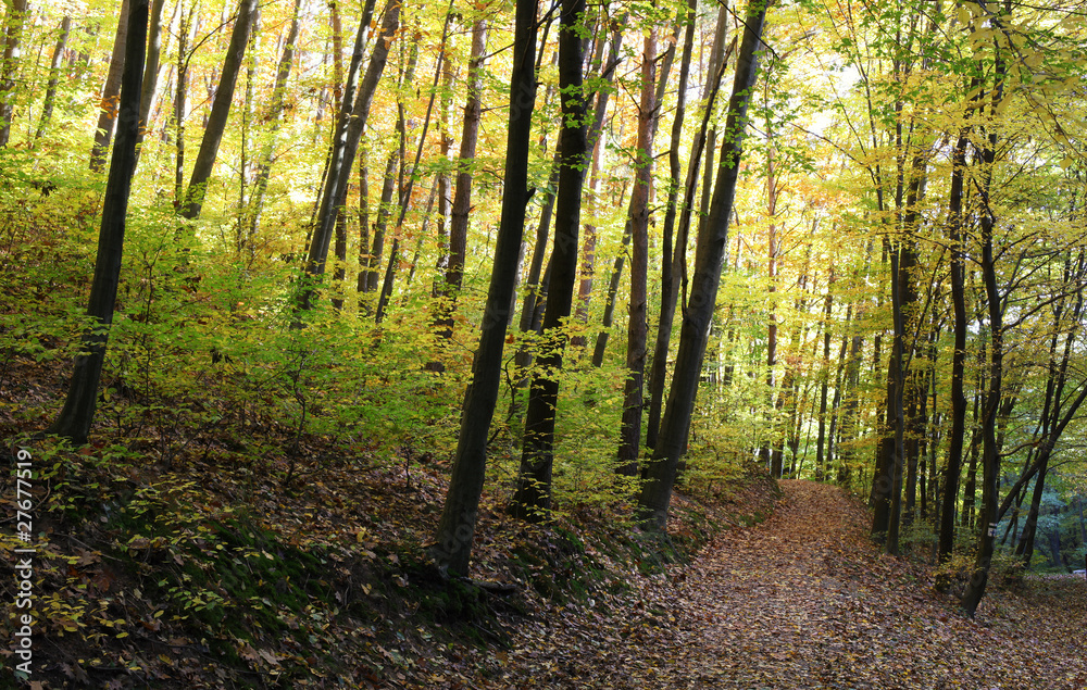 Footpath through a beautiful autumn forest