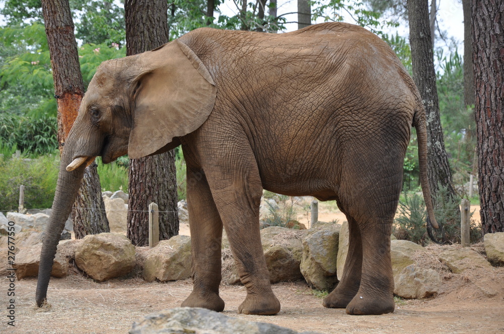 Fototapeta premium elephant