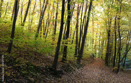 Footpath through a beautiful autumn forest