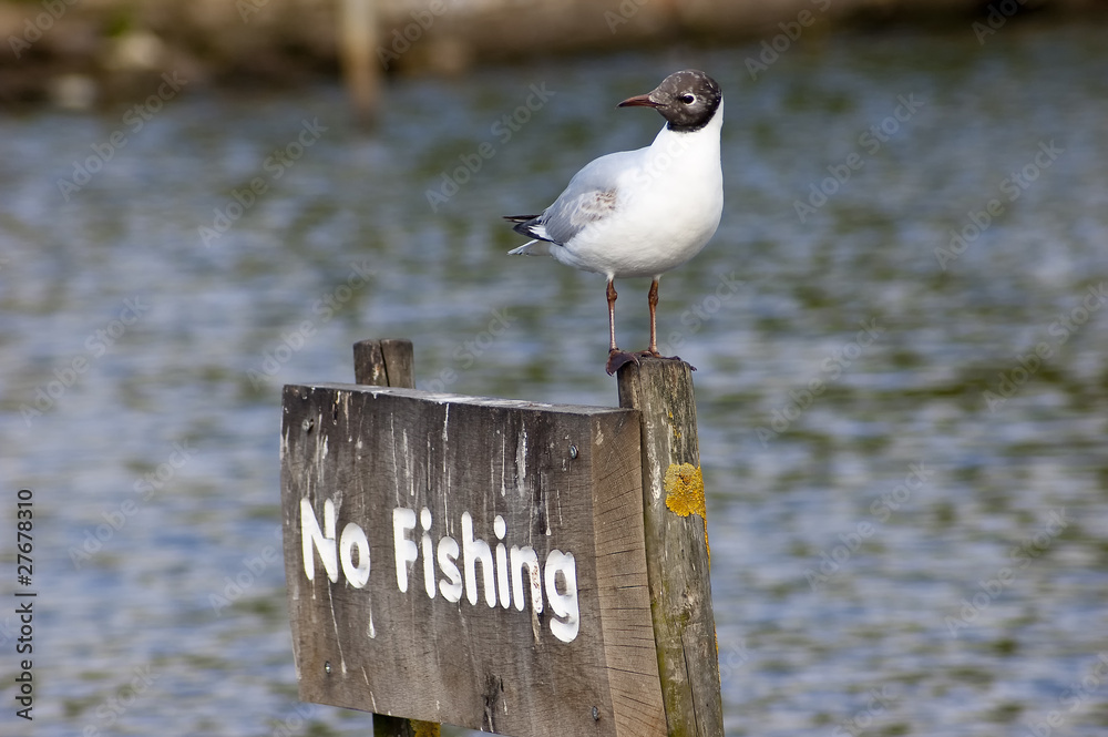 no fishing