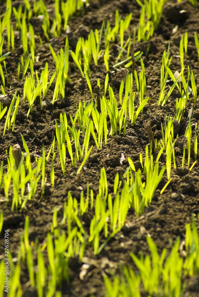 Obraz premium Grain seedling growing, agriculture