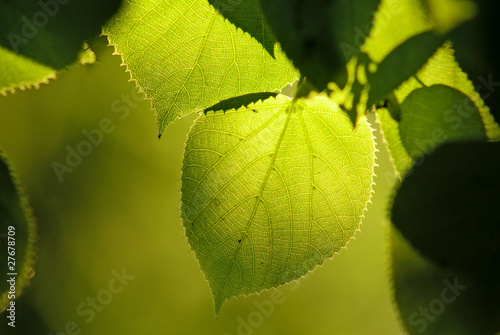 Dekoracja na wymiar  green-lime-tree-leaves-linden