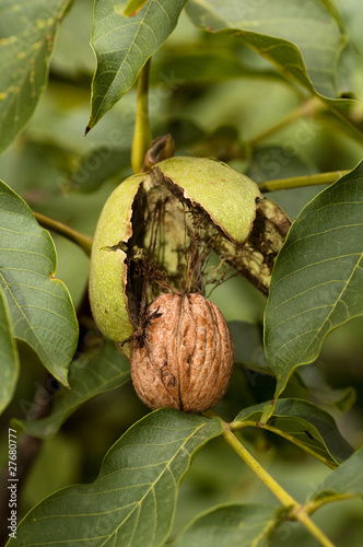 Ripe walnut ready to fall from tree
