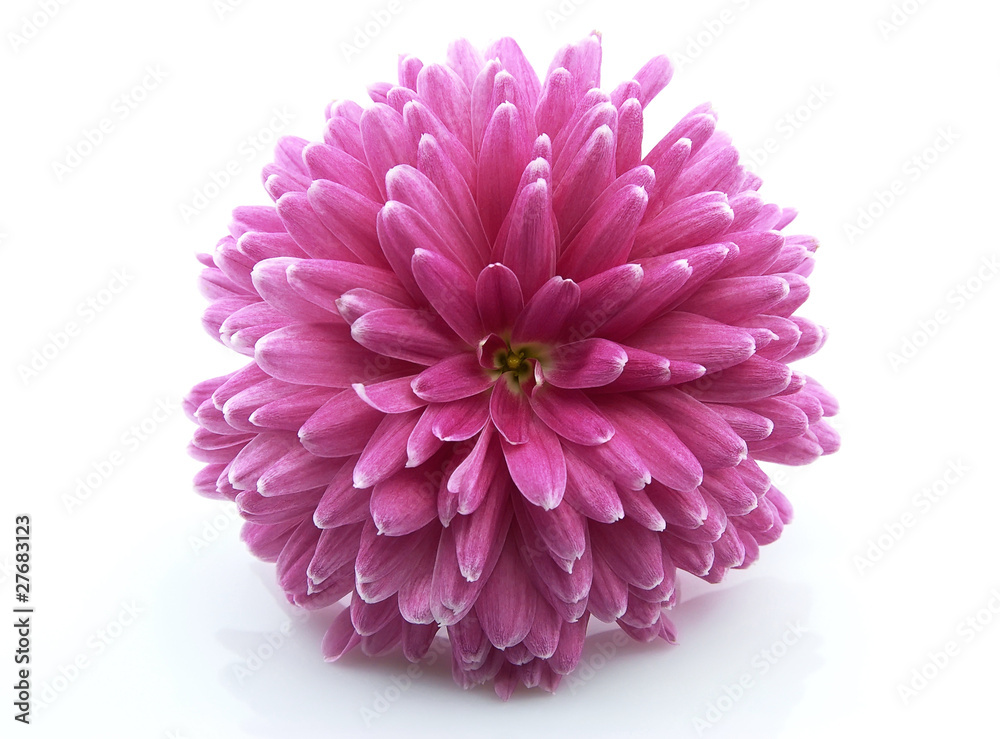 Chrysanthemum flower Chrysanthemum flower