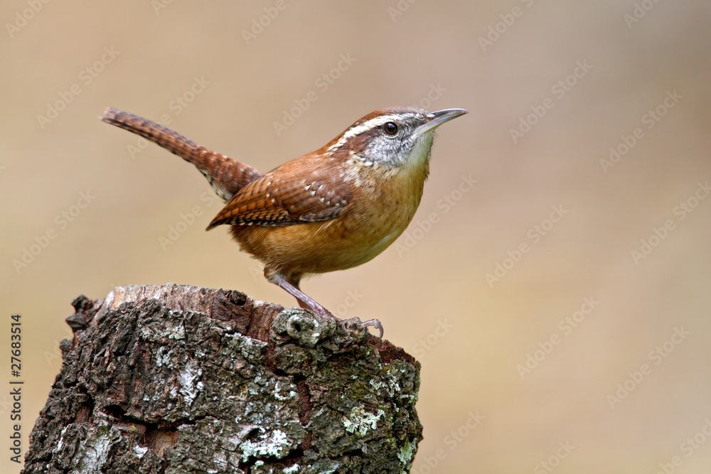 Obraz premium Carolina Wren (Thryothorus ludovicianus)