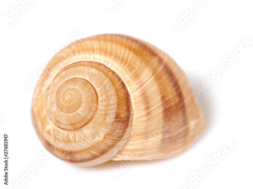 Beautiful sea shell. isolated on white background