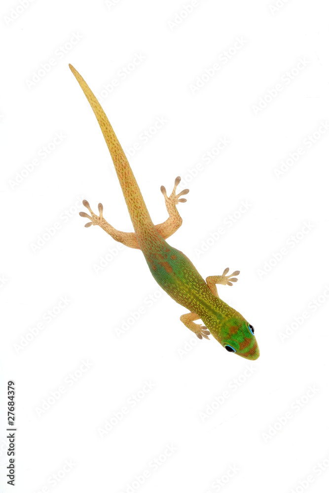 Fototapeta premium phelsuma laticauda laticauda