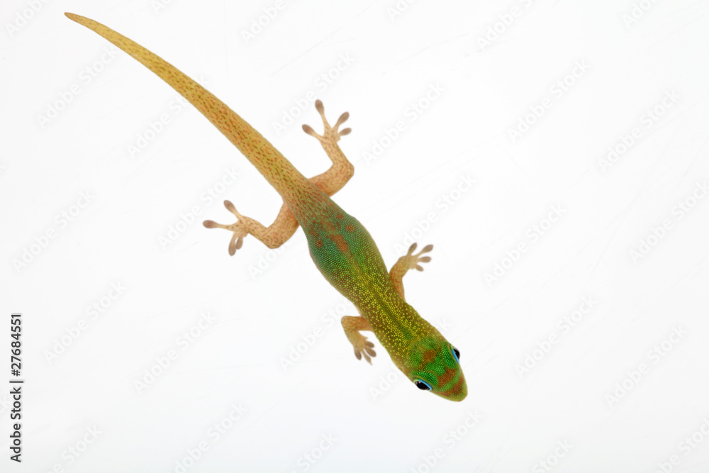 Naklejka premium Kleiner Gecko