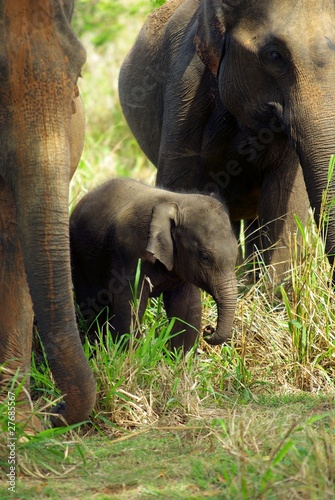 l'éléphanteau et sa maman photo