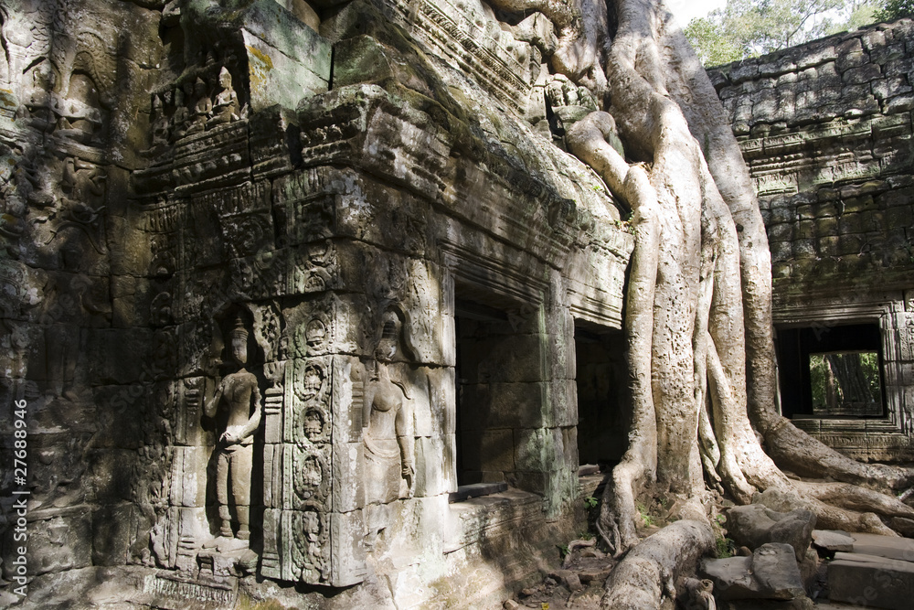 Fototapeta premium Tree roots Angkor Temple Ruins