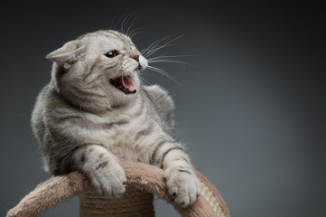 cat