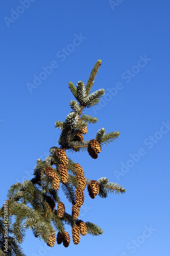 sitka spruce with blue sky photo