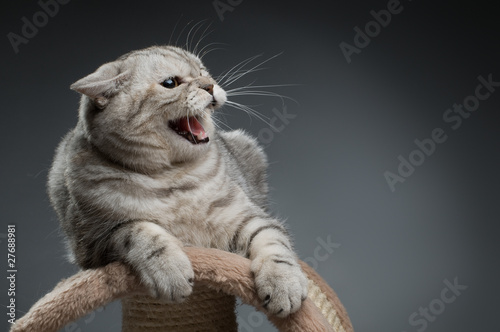Картината върху платно cat