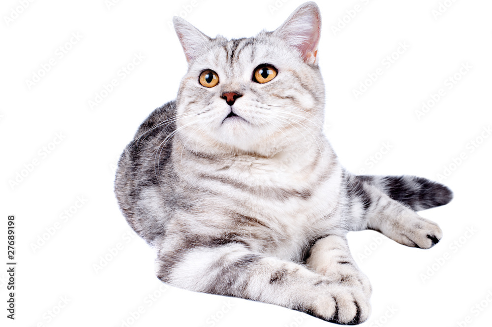 Fototapeta premium cat
