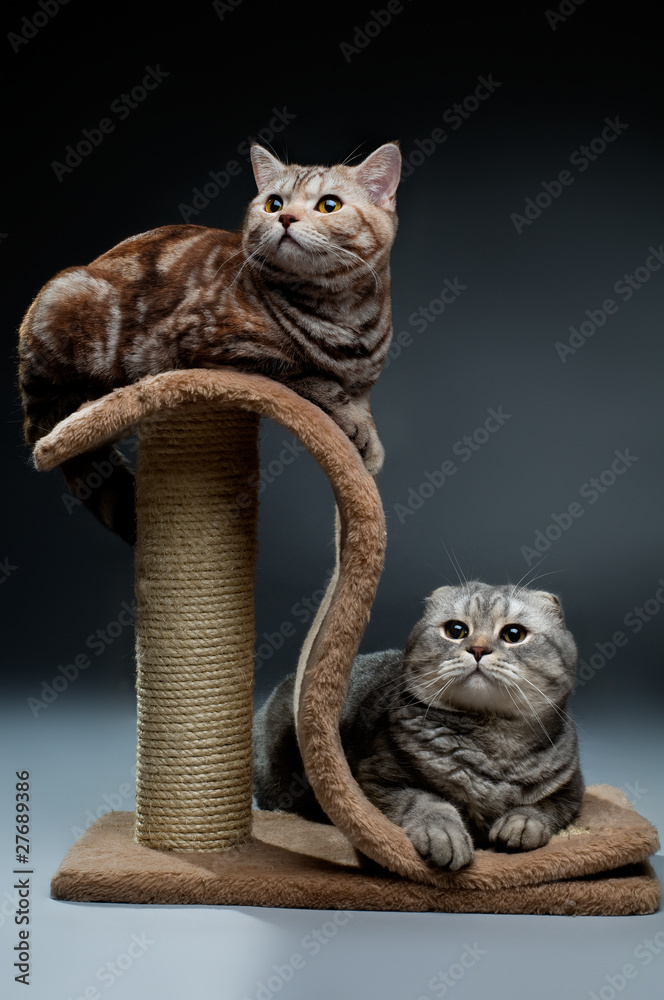Obraz premium cat
