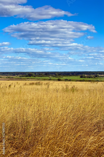 Summer landscape